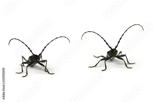 Two members of longhorn beetle photo