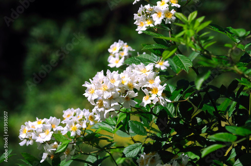 flowering Asian wild rose, large white flowers bloom lushly