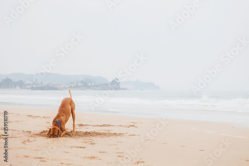 Young funny pointing dog digs a hole in the sand on the beach. Crazy pet plays outdor by oneself, oceancoast in the mist in the background