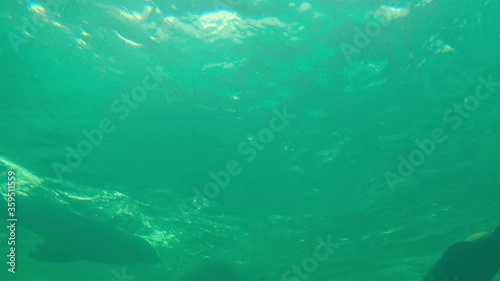 Wallpaper Mural slow motion of sea lions and seals swimming under green ocean. low angle view. Otaria flavescens and Phoca largha Torontodigital.ca