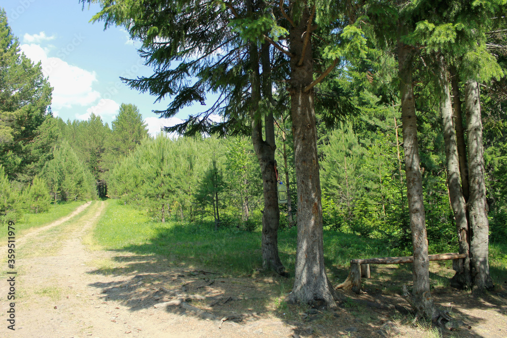 Fototapeta premium forest in the morning