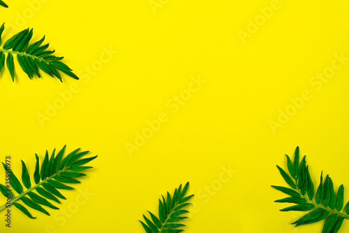 Floral compositions. Green leaves on a bright yellow background. The concept of summer, minimalism. Frame, greeting card, envelope, banner Flat lay, top view, copy space.