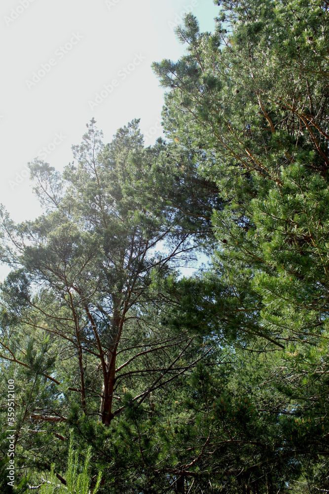 Fototapeta premium forest in the morning