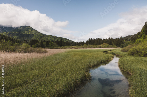 Creek running trough a field of tall grass in the alpine environment of Slovenia