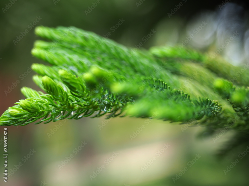 blurred image of green pine leaves with green bokeh background blurred image of green pine leaves with green bokeh background