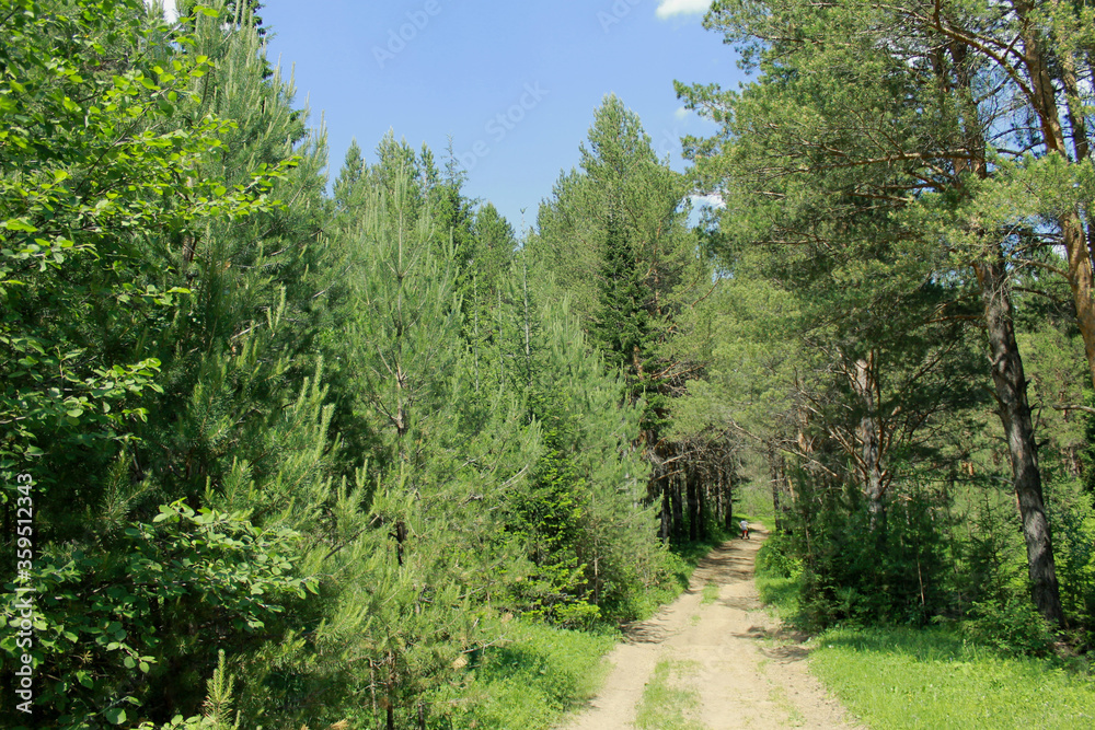 Fototapeta premium forest in the morning