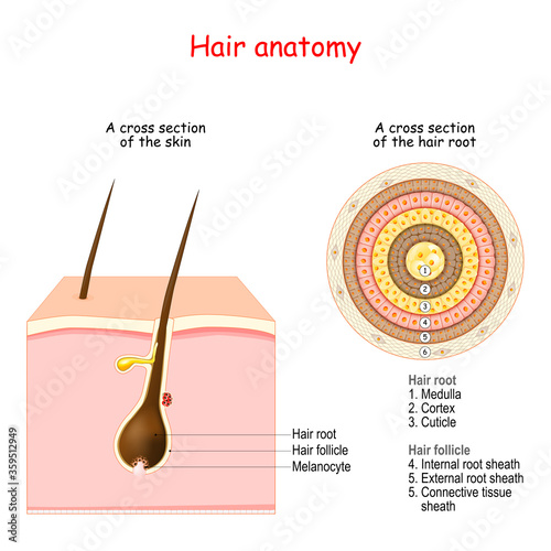 Hair follicle structure and anatomy.