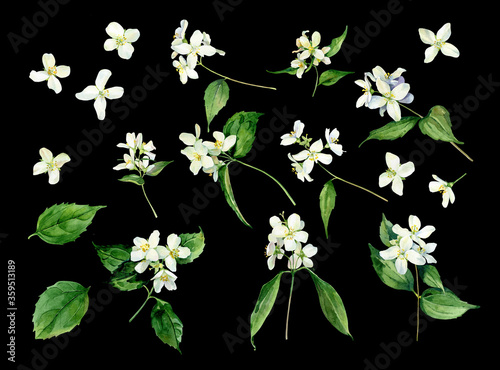 Set of watercolor jasmine flowers