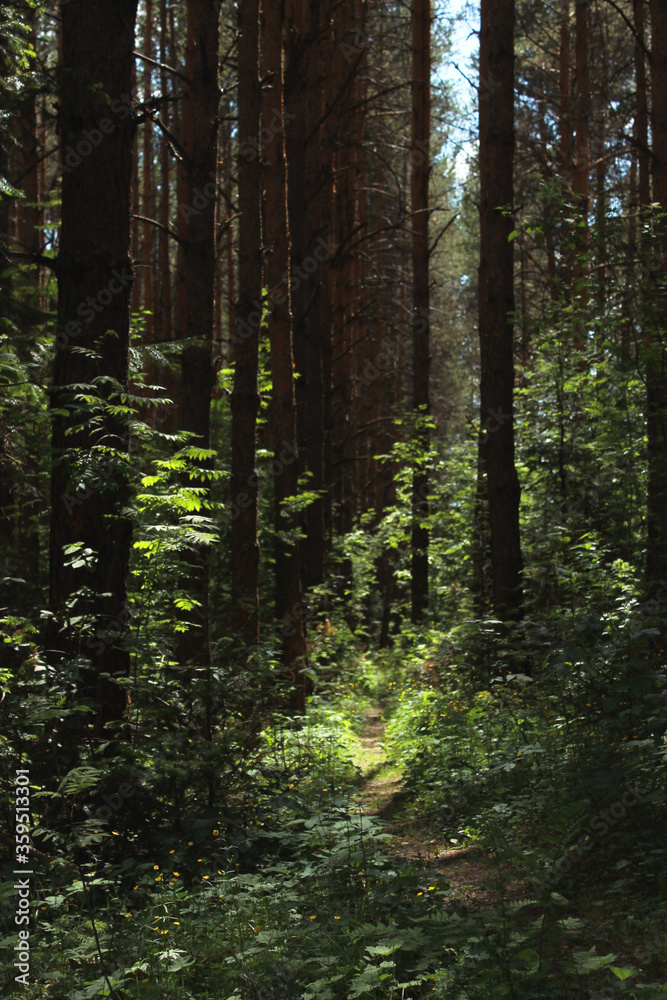 forest in the morning forest in the morning
