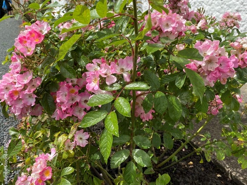 Pink and white flowers, next to the roadside in, Kildwick, Keighley, UK photo