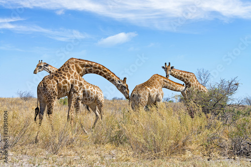 Four Namibian giraffes  Giraffa camelopardalis angolensis  feed in Etosha National Park  Namibia