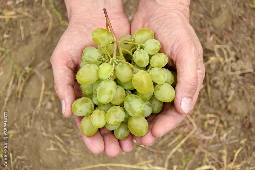Hands of farmer with ripe White Grapes during wine harvest. Bunch of white grapes in men's hands, Vineyard. Top view. Close-up. Selective focus. Copy space. Hands of farmer with ripe White Grapes during wine harvest. Bunch of white grapes in men's hands, Vineyard. Top view. Close-up. Selective focus. Copy space.