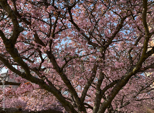 Cherry Blossoms blooming on trees on the campus of the University of Washington in Seattle