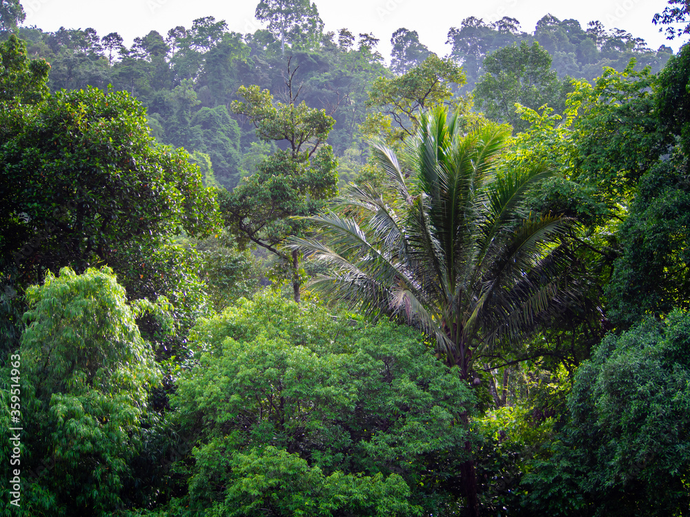 The rainforest have the trees The rainforest have the trees
