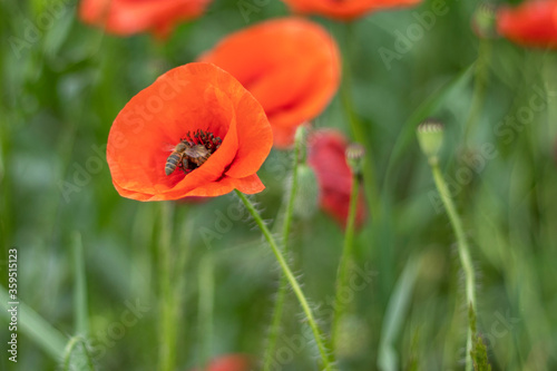 A honey bee collects pollen from a red poppy on a flower field. Selective focus.