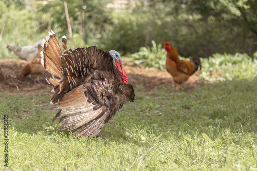 Big turkey cock in garden. A turkey in backyard. Selective focus.
