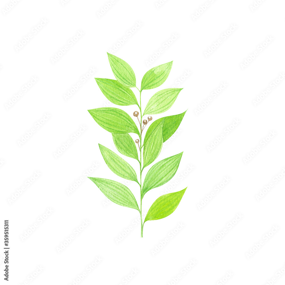 Watercolor green herb leaf isolated on white background
