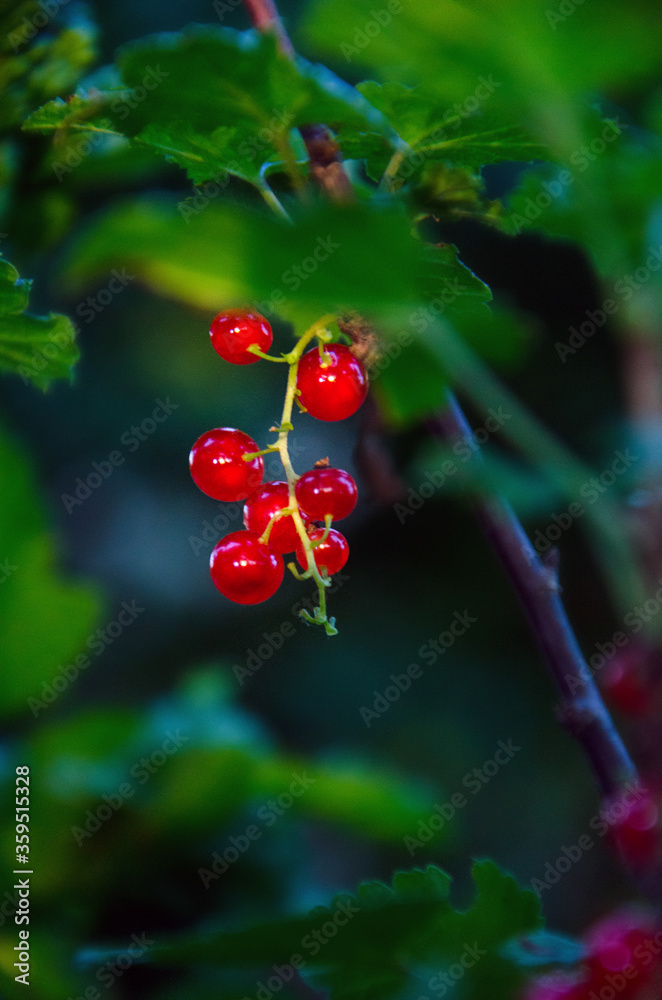 Red currants, red currant with leaves, ripe berries, red currant bush in the garden, selective focus on berries.