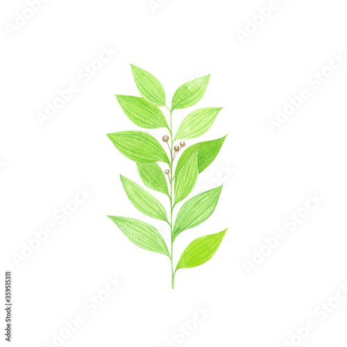 Watercolor green herb leaf isolated on white background