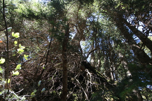 Sonne strahlt zwischen den B  umen in einem dichten Wald