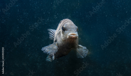 Fish with black stripes. Big beautiful fish underwater. Pets in the aquarium. Large fins, tail and scales. Cichlasoma nigrofasciatum. Amatitlania nigrofasciata. Archocentrus nigrofasciatus. photo
