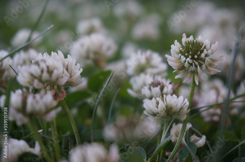 beautiful white clover flowers in summer