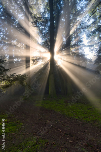 Wald mit Sonnenstrahlen durchflutet