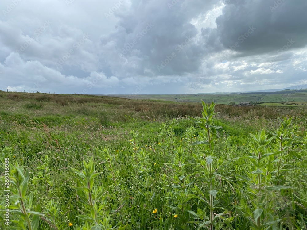 Wild moor landscape above Cowling, with green plants, and heavy rain clouds in, Cowling, Keighley, UK Wild moor landscape above Cowling, with green plants, and heavy rain clouds in, Cowling, Keighley, UK