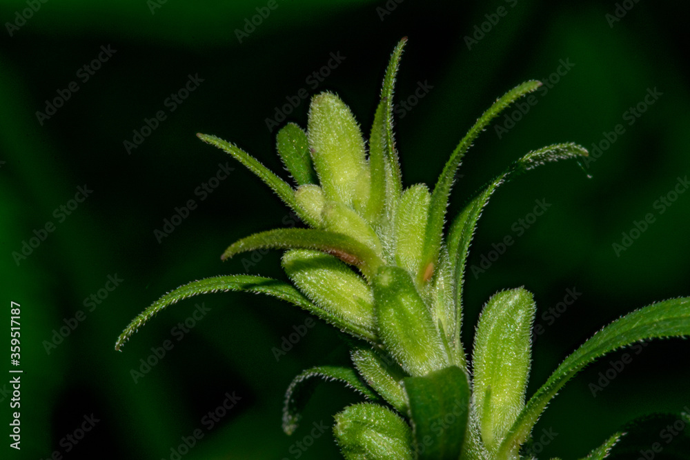 grass grass