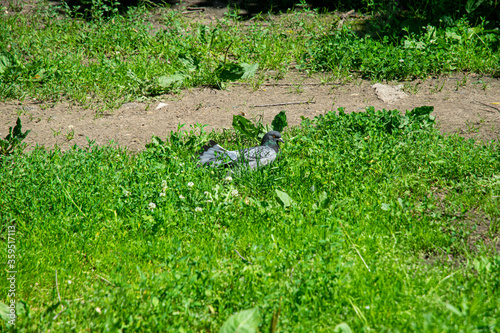 Pigeon on the grass