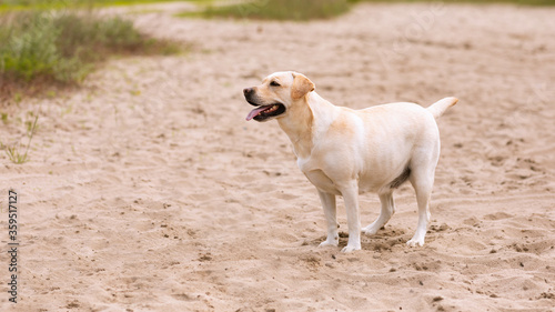 Labrador retriever dog looking aside, having walk