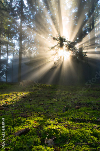Wald mit Sonnenstrahlen durchflutet