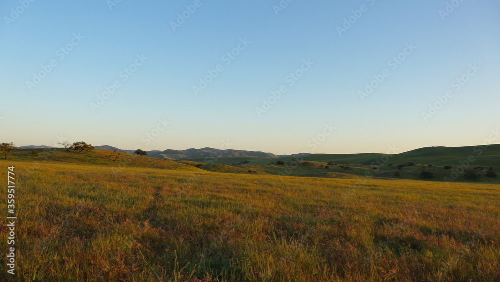 Rolling Wild Flower Covered Hills and Plains in San Luis Obispo in Golden Hour