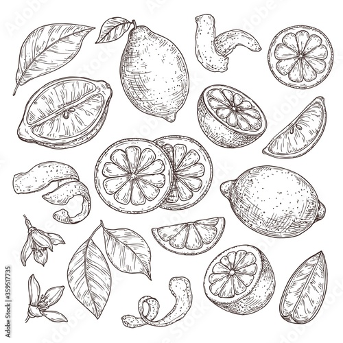 Lemon sketch. Hand drawn oranges lime, pencil drawing citrus flowers, blossom branch and zest. Isolated sliced fruits vector illustration. Fruit and lemon drawing, orange engraved organic