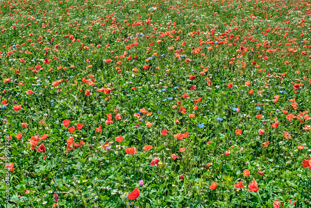 Field of summer flowers, blooming poppies close-up, in the sunlight
