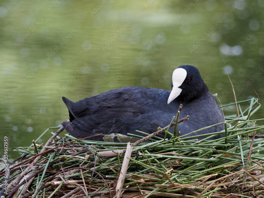 A coot (Fulica atra) sitting on its nest at Daisy Nook country Park, Oldham A coot (Fulica atra) sitting on its nest at Daisy Nook country Park, Oldham