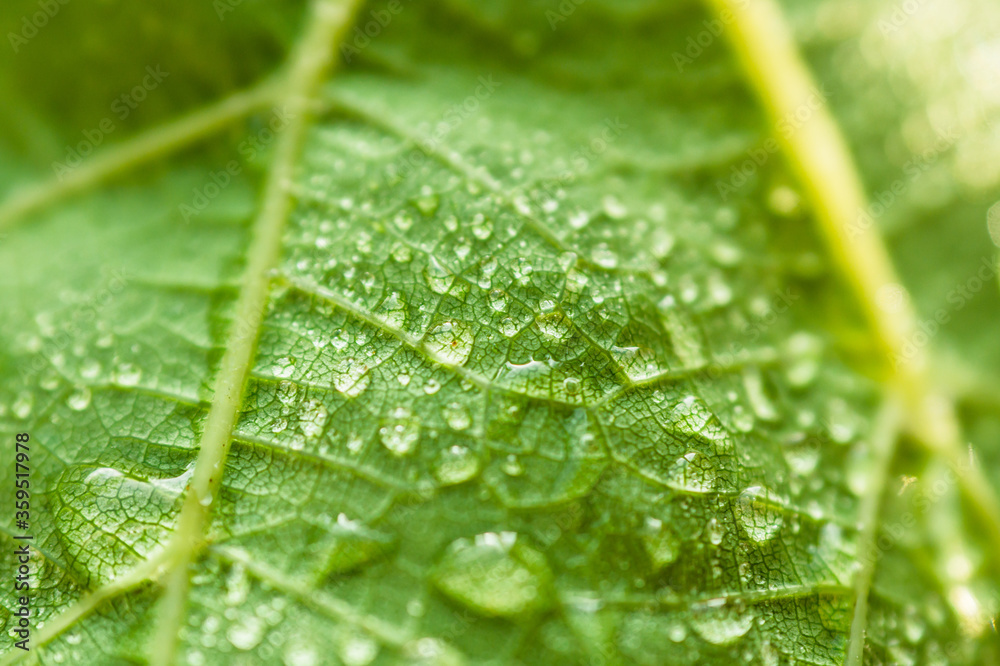 Green leaf of a tree with dew closeup. Green leaf of a tree with dew closeup.