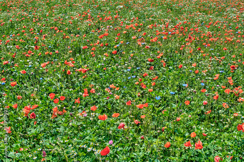 Field of summer flowers, blooming poppies close-up, in the sunlight