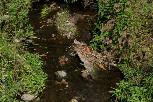 little bird sits in a dirty river © dyachenkopro