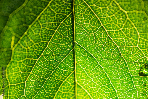 Green leaf structure close up.