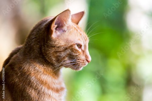 Fotografie dramatic image of an orange tabby cat relaxing outdoors enjoying some sunshine