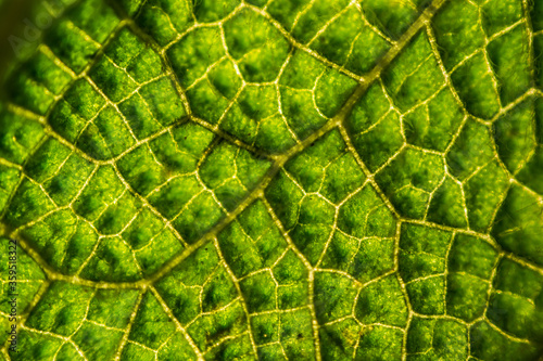 Green leaf structure close up.