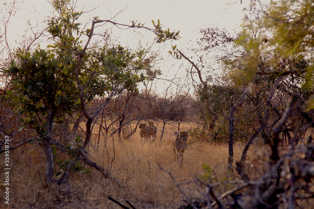 A Pack of Cheetah Roaming together in Search of Prey