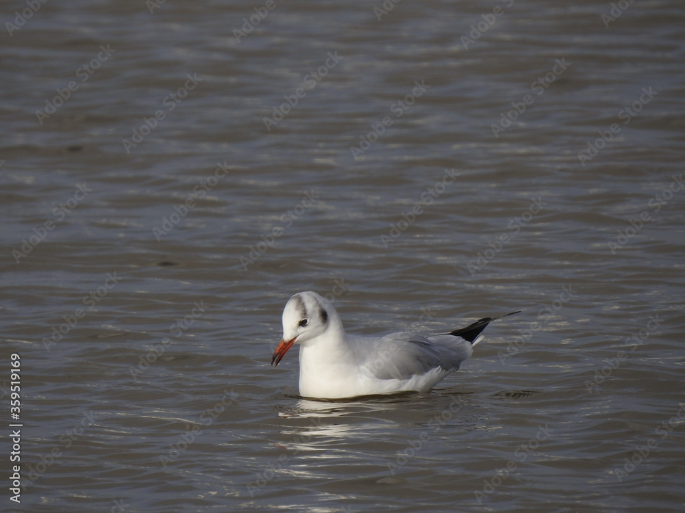 seagull on the water seagull on the water