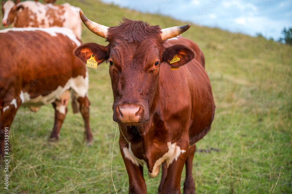 Pinzgauer Fleckvieh Kuh auf der Weide