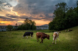 Rinder auf der Weide bei Sonnenuntergang