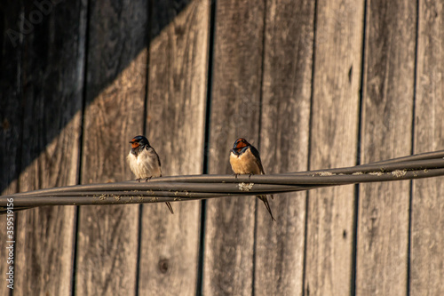 Barn swallows standing on electric cable