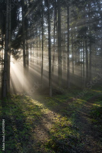 Wald mit Sonnenstrahlen durchflutet