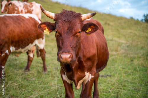 Pinzgauer Fleckvieh Kuh auf der Weide