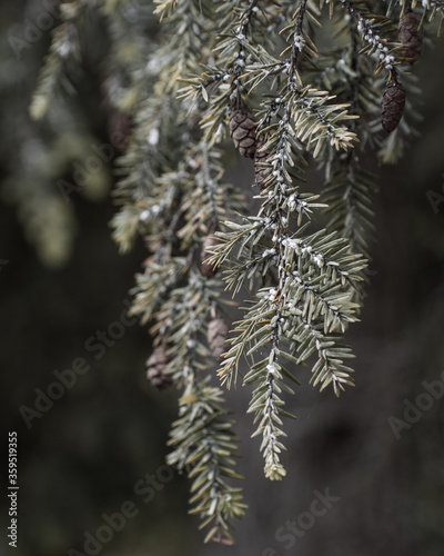 Pine Tree Branch
